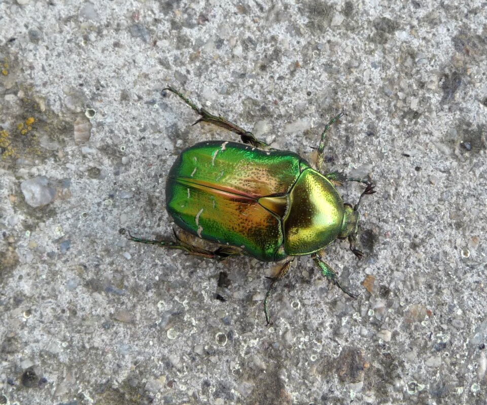The Flower Chafer is a beautiful, shiny, emerald green