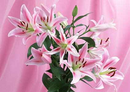 Big, beautiful, fresh bouquet of lilies with long green leaves.