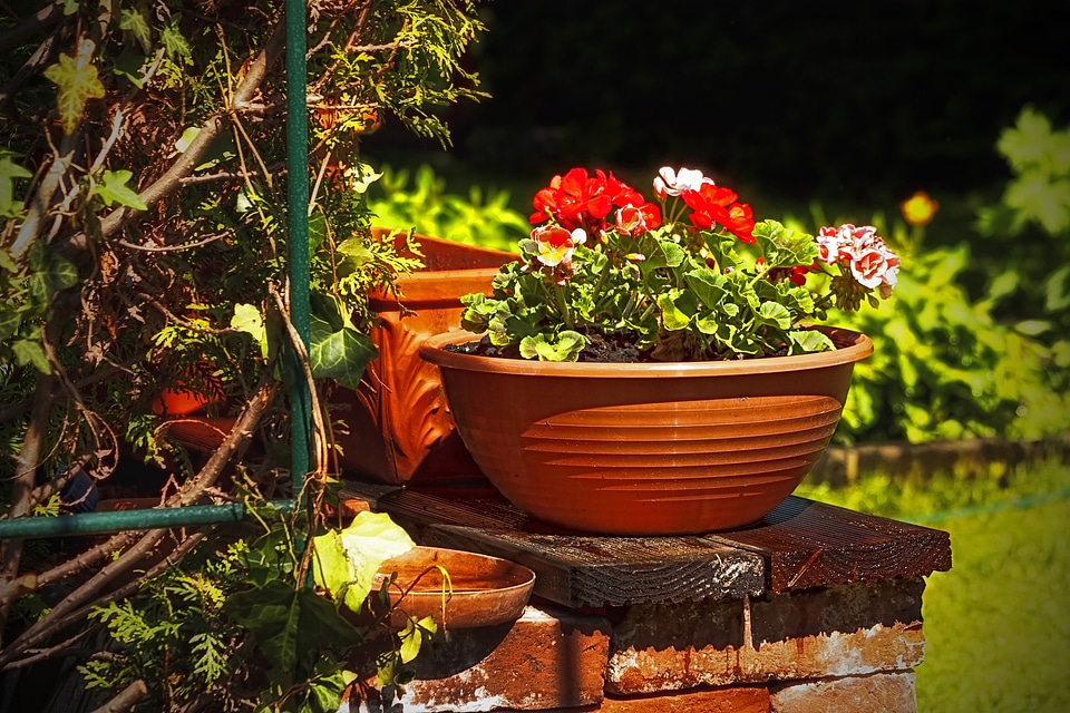Gardening flora family
