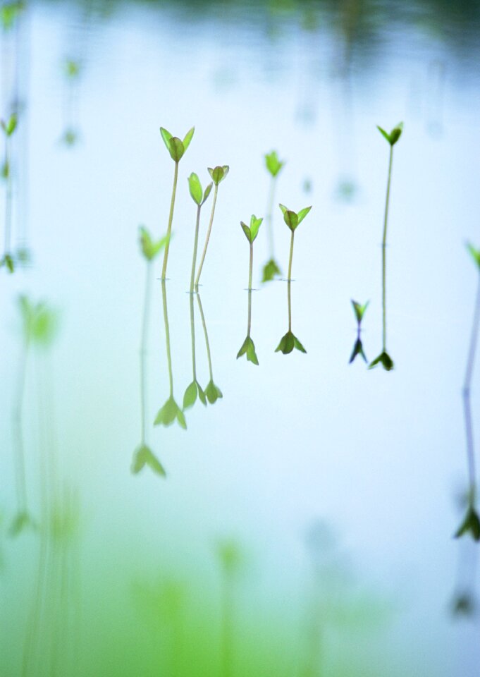 Green plants in a row of test tubes with water