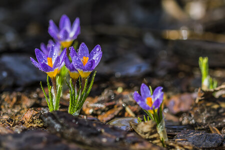 Purple Crocuses photo