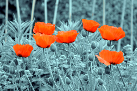 Poppies - flowers