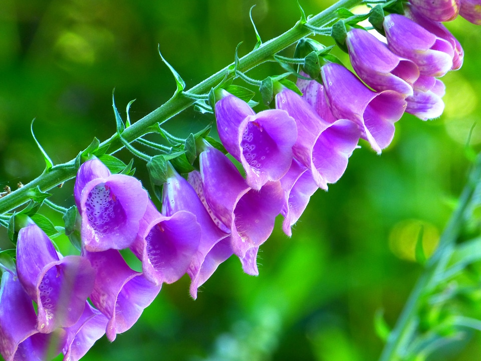 Purple toxic blossom