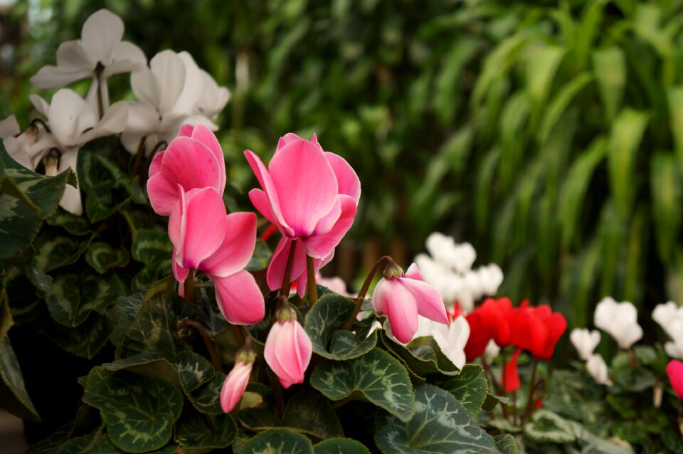 Wild cyclamens close up
