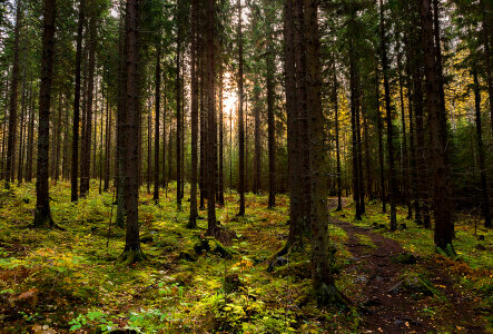 Forest of Beech Trees illuminated by sunbeams