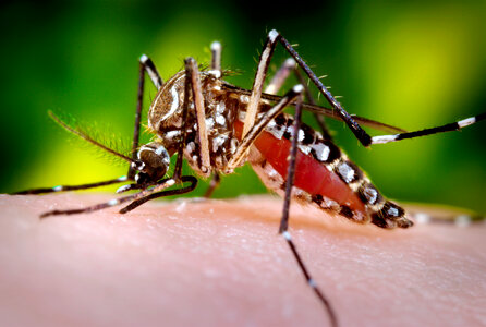 Close-up Of A Mosquito Feeding On Blood