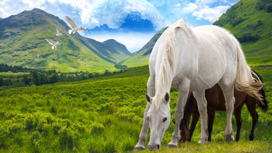 Horse in the mountains at summer photo