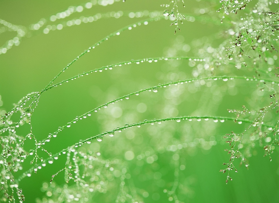 Spring gras nature