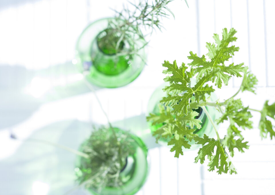 Three green herb leaves in glass