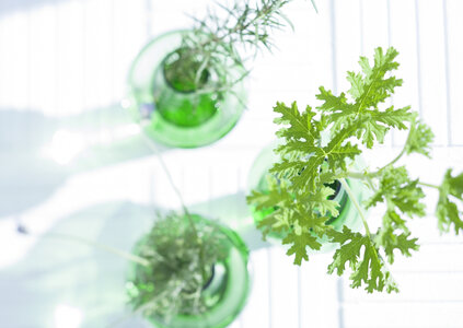 Three green herb leaves in glass photo
