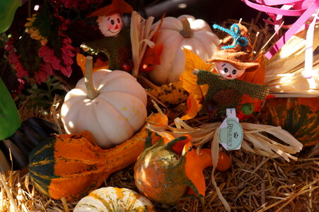 Autumn harvest of pumpkins halloween