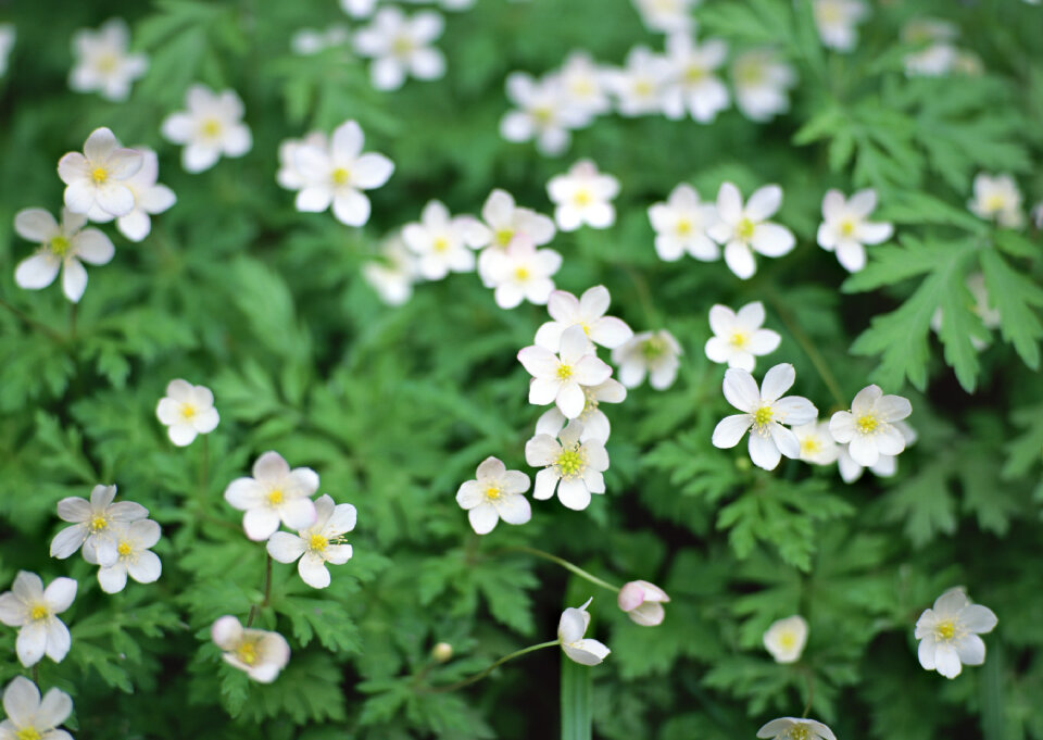 Pretty white flowers blooming in a garden