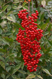 Tree and Flower - National Arboretum