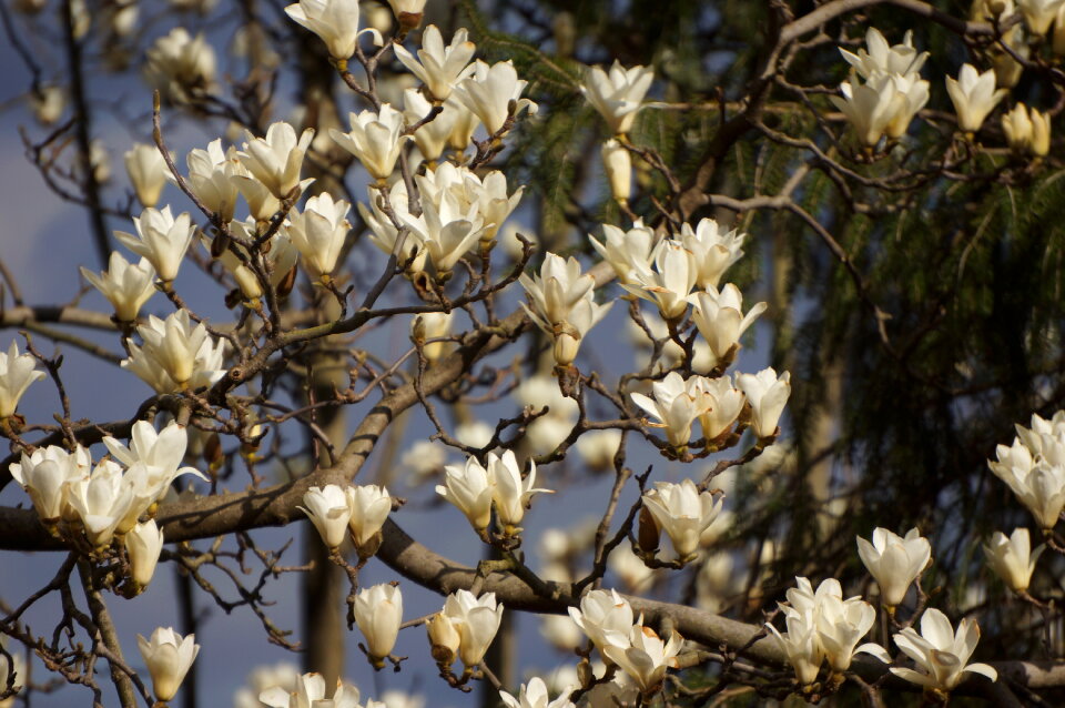 Tree and Flower - National Arboretum