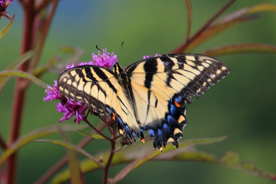 Closeup butterfly on flower