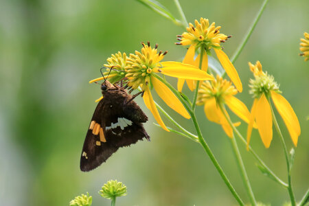 Closeup butterfly on flower