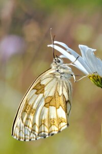 Closeup butterfly on flower photo