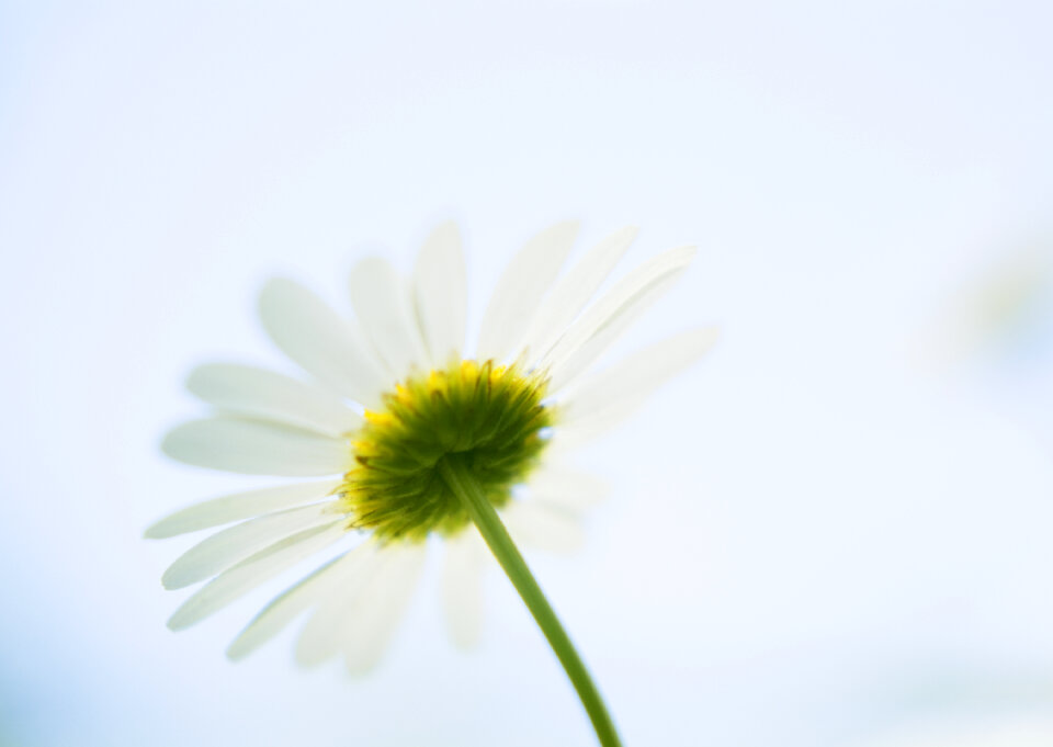Wildflowers daisies