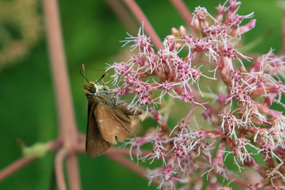 Closeup butterfly on flower