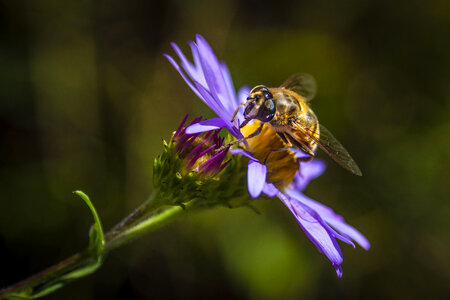 Bees pollinate on wildflowers