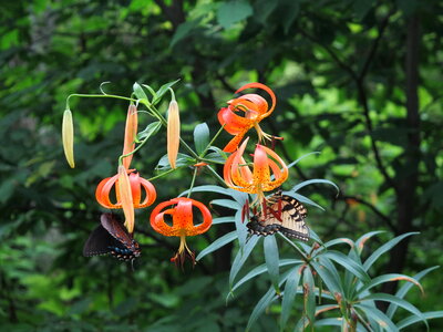 Tiger lily at Shenandoah