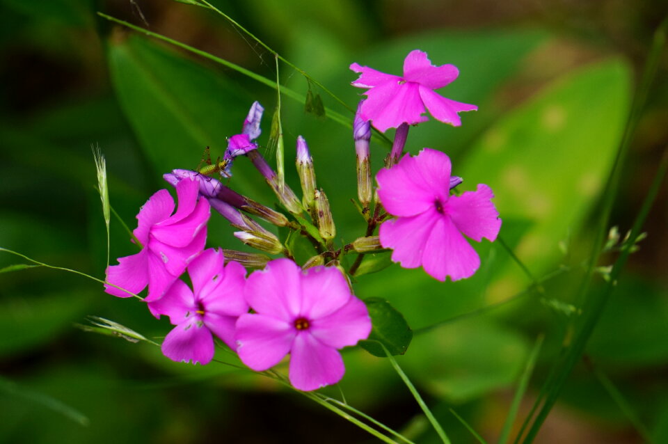 Wildflowers of Shenandoah