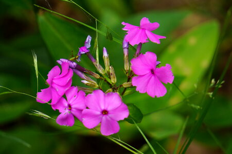 Wildflowers of Shenandoah