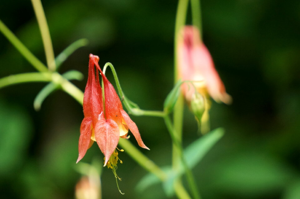 Wildflowers of Shenandoah
