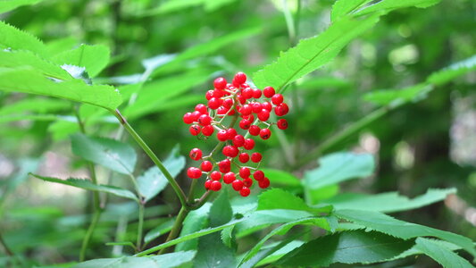 Wildflowers of Shenandoah