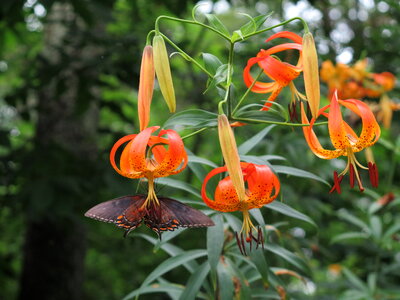 Tiger lily at Shenandoah