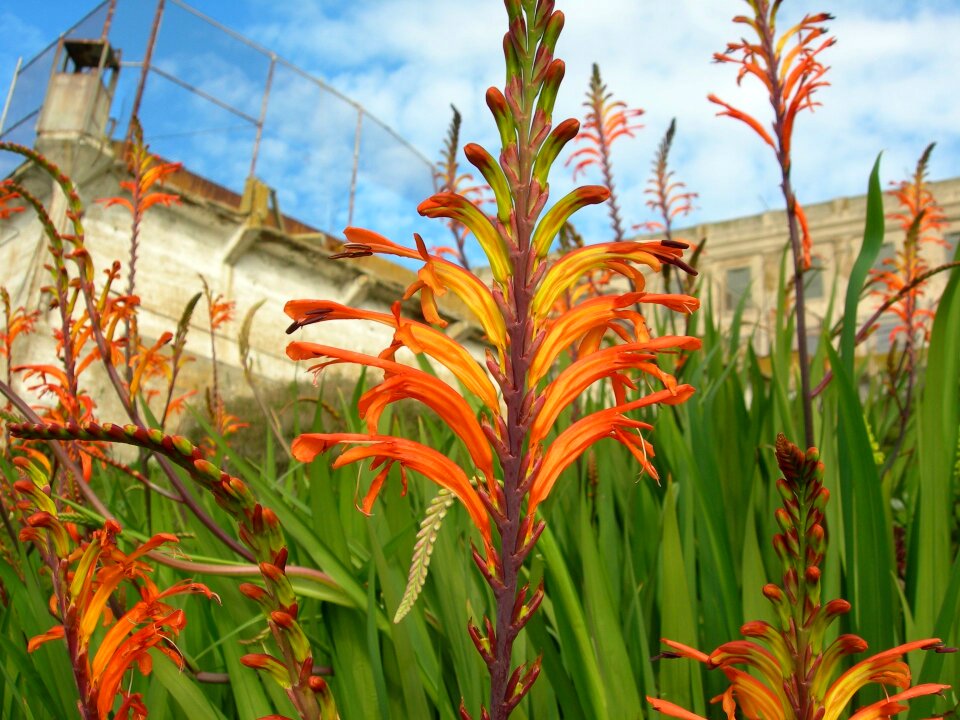 Cobra lily, Pennants - Chasmanthe floribunda