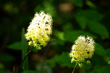 Wildflowers of Shenandoah