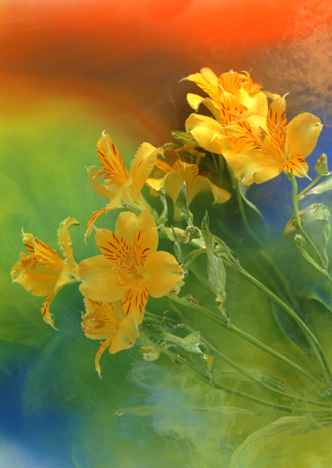 Ditch Daylily, Orange Daylily