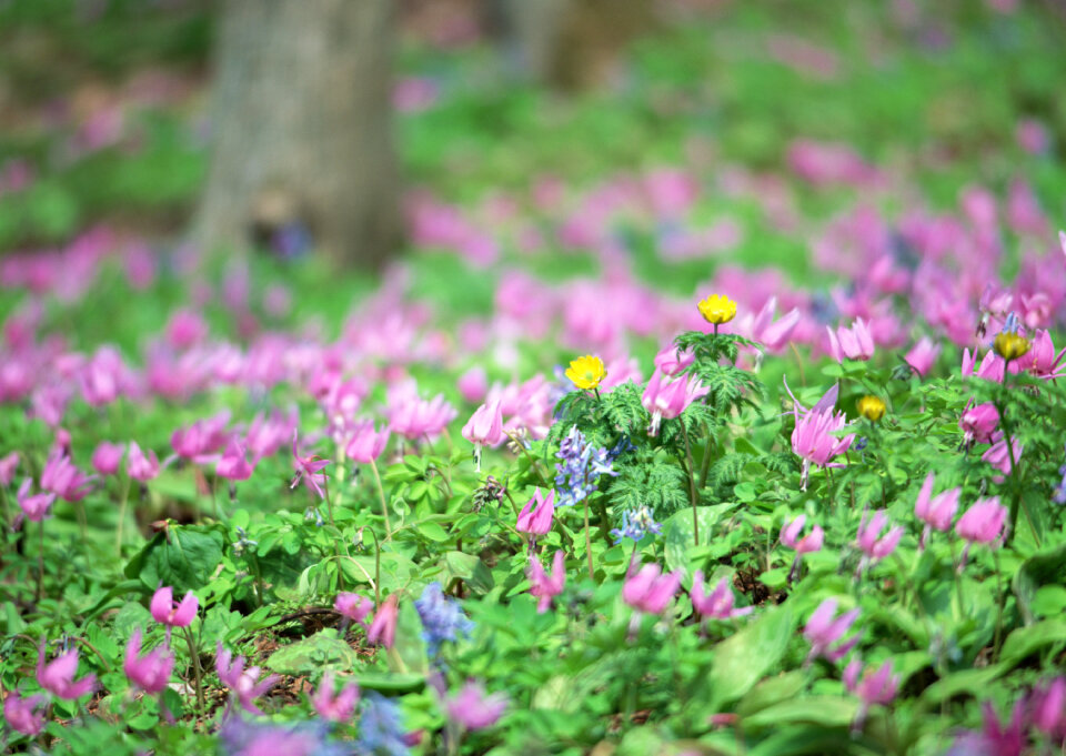 wild martagon lily or Turk's cap lily, pink purple lilium
