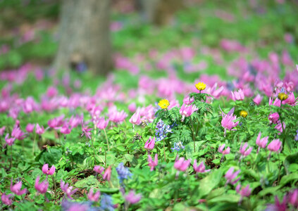 wild martagon lily or Turk's cap lily, pink purple lilium
