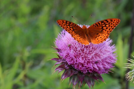 Closeup butterfly on flower