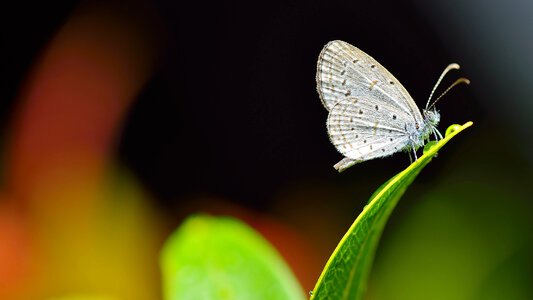 green Leaf with butterfly photo