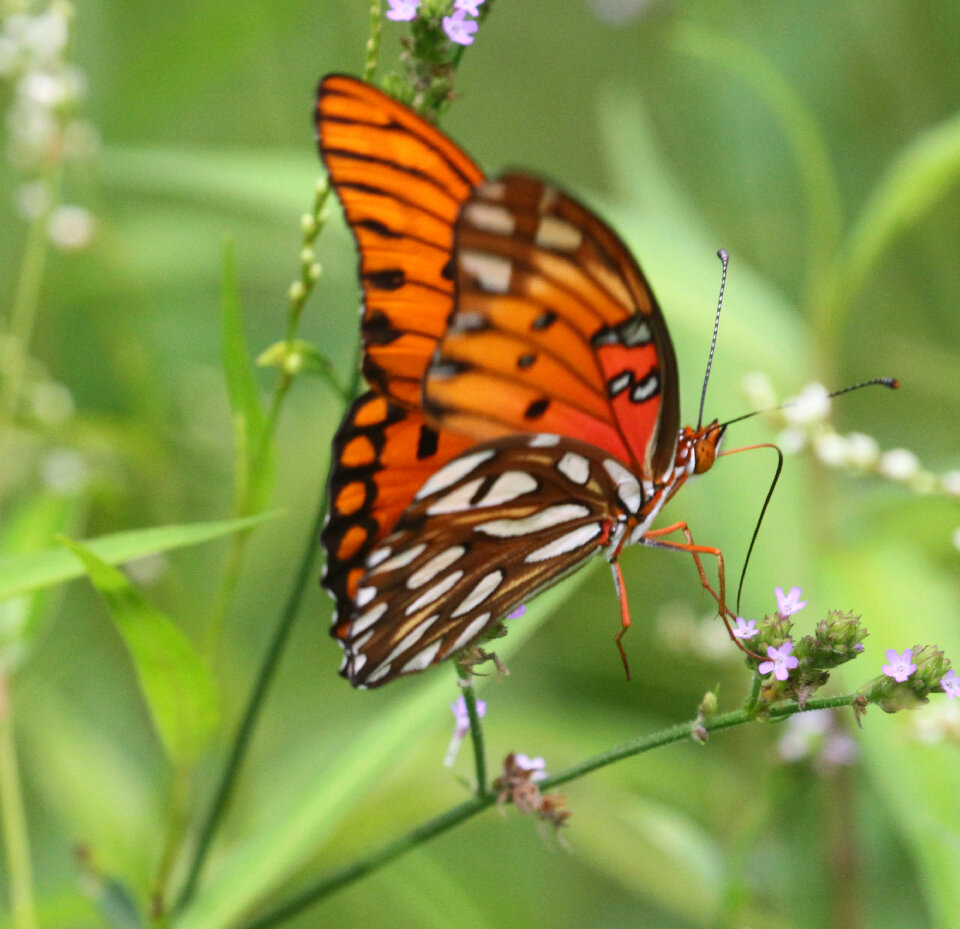 A Gulf Fritillary butterfly
