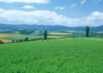 Round bales of hay on farmland