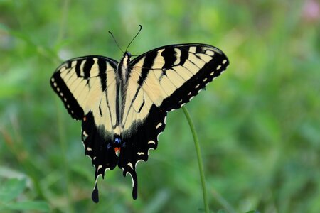 Closeup butterfly on flower