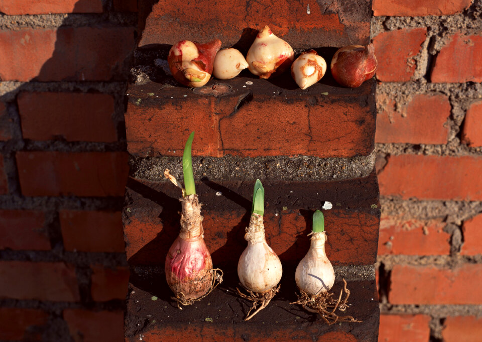Bulbs ready to plant for green onions