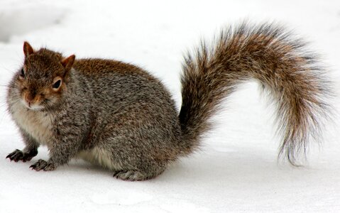 Red Squirrel in Winter photo