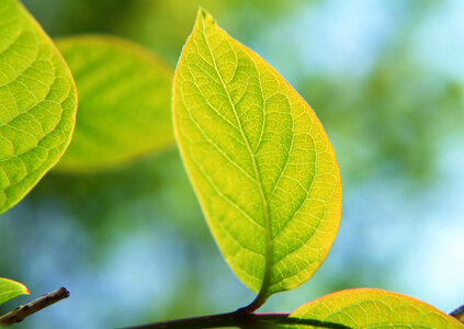 Green tree leaves summer nature