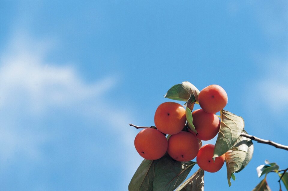 Persimmons at fruit garde