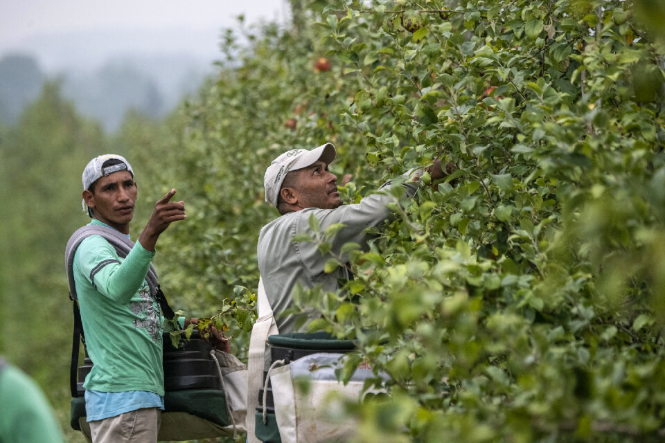 Men Picking Apples In Organic Orchard
