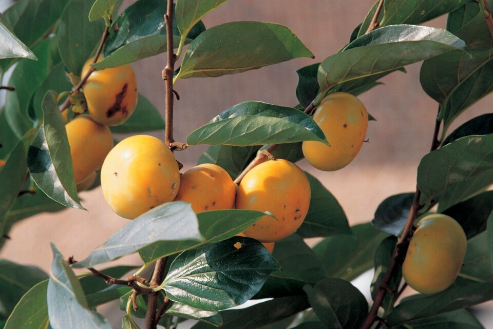 Persimmons at fruit garde
