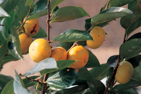 Persimmons at fruit garde