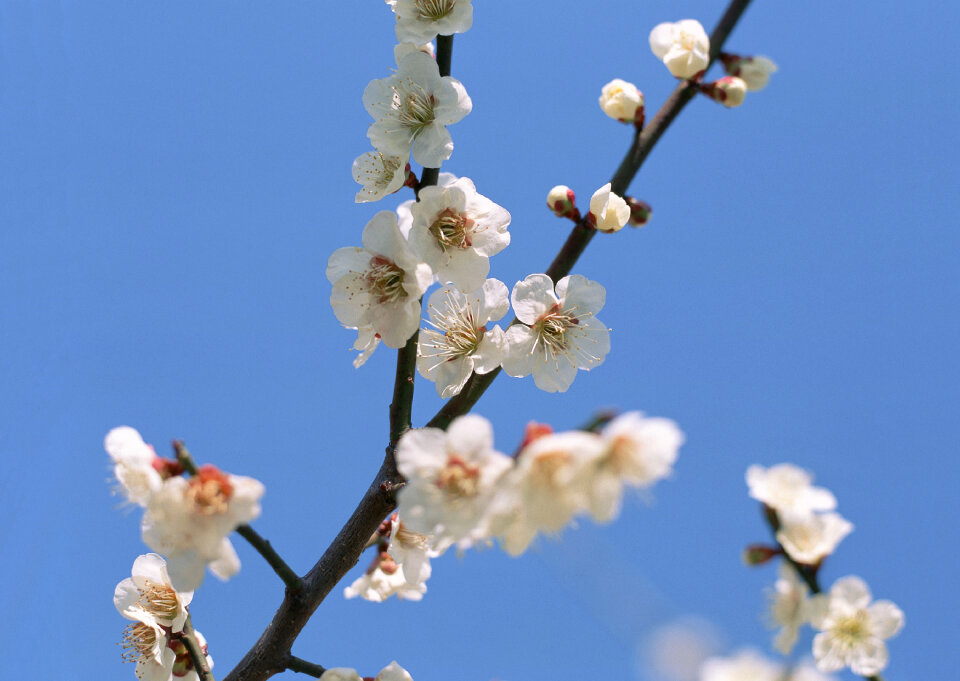 Cherry blossoms with nice background color