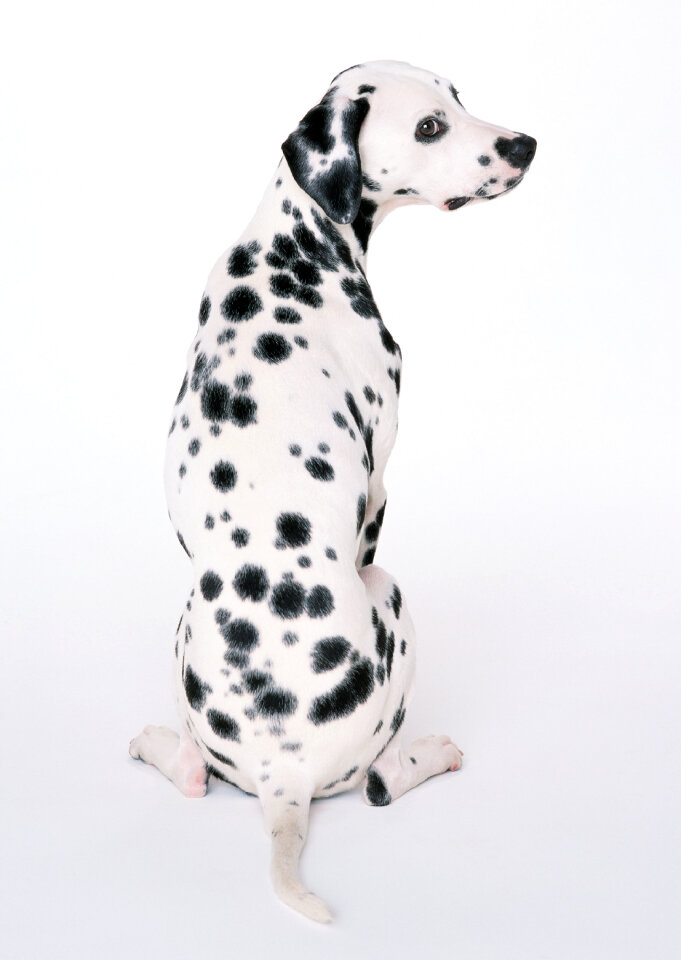 dalmatian dog sitting
