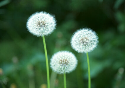 A Dandelion blowing seeds in the wind photo